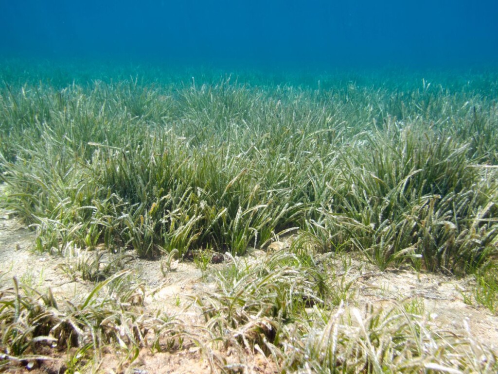 Mikrokosmos Bałtyku