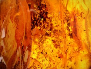 Tajemnica bursztynowej komnaty na Półwyspie Helskim